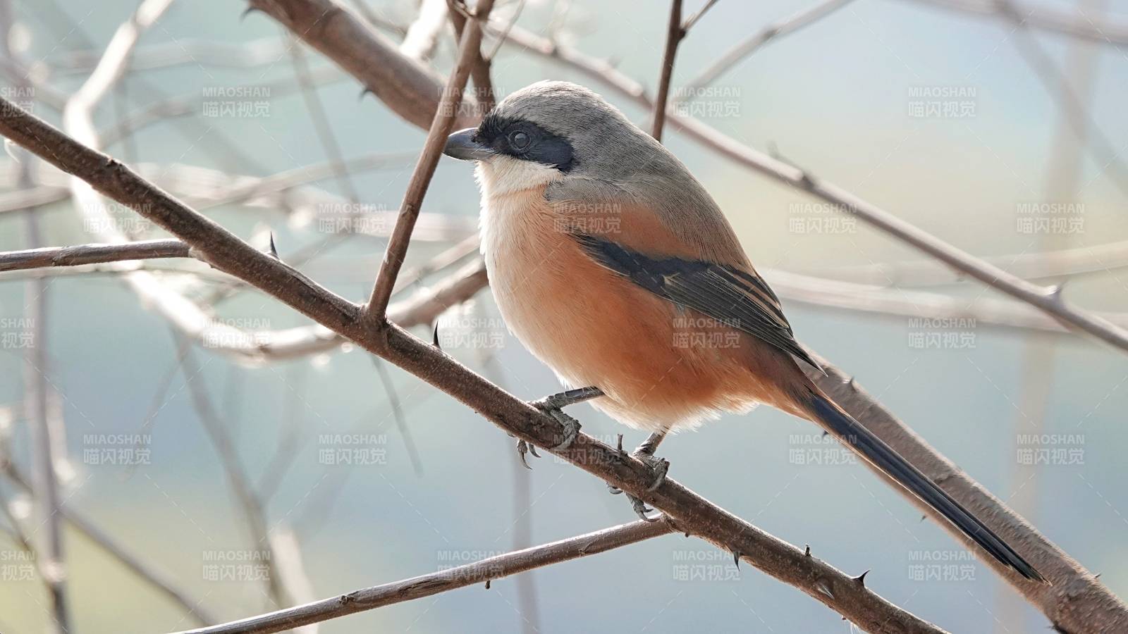 枝头上的小鸟静观四周图片
