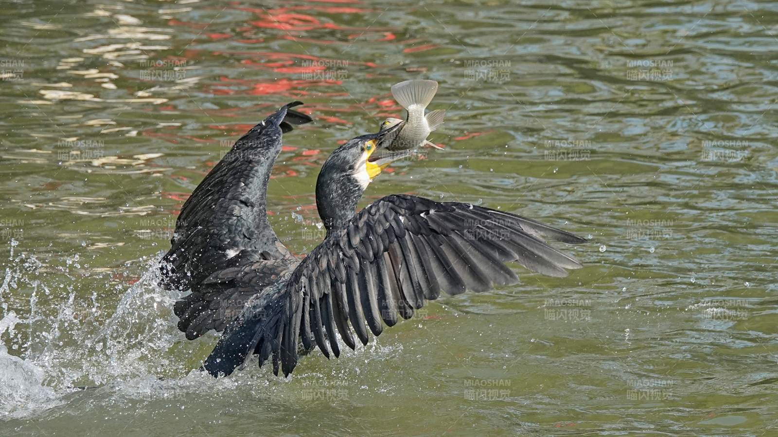 鸬鹚捕食瞬间图片
