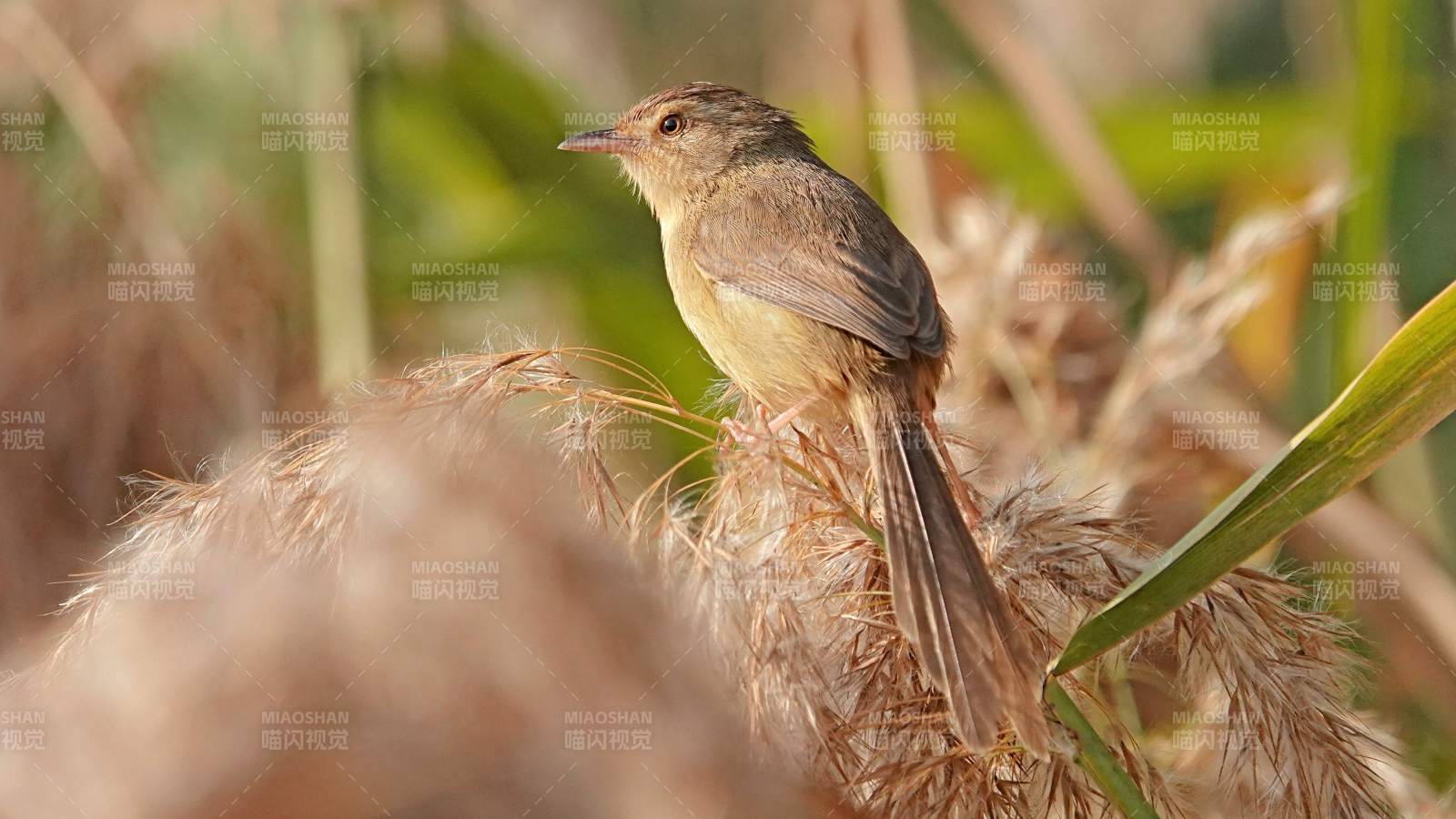 芦苇丛中的小鸟图片