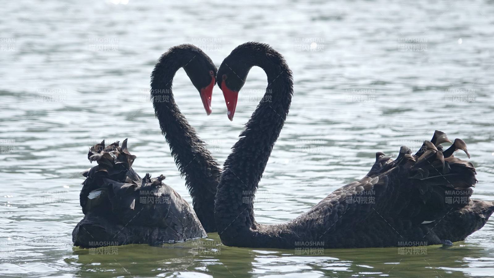 黑天鹅情侣与幼崽图片
