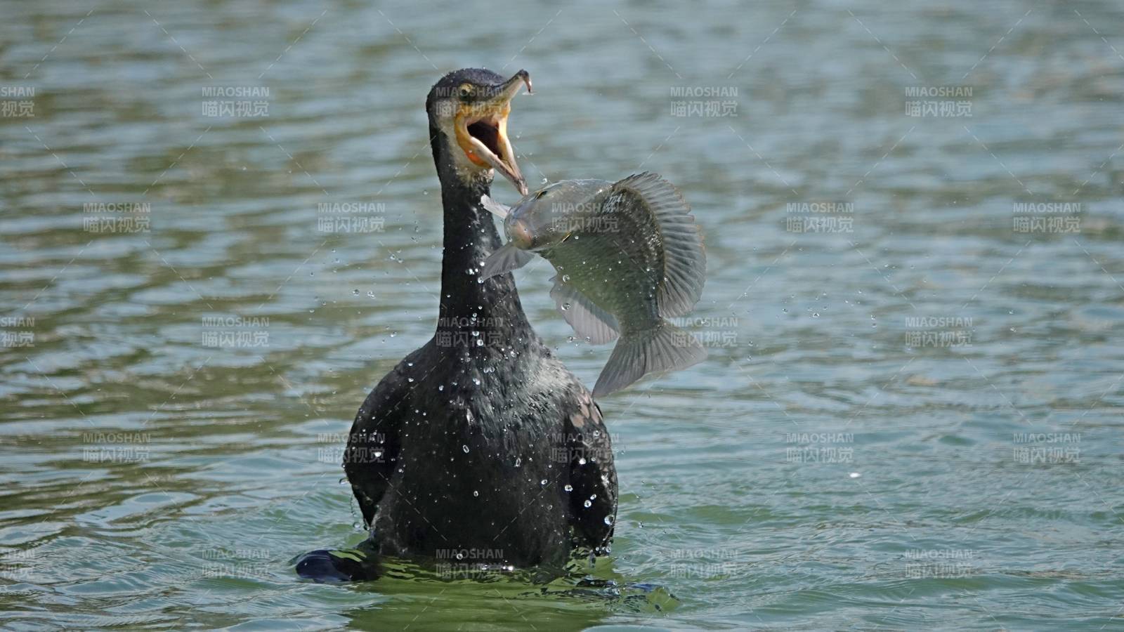 鸬鹚捕获大鱼瞬间图片