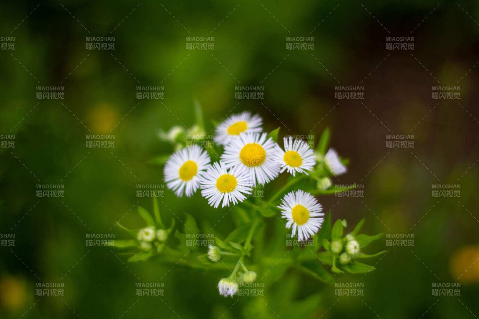 雏菊绽放 绿意盎然图片