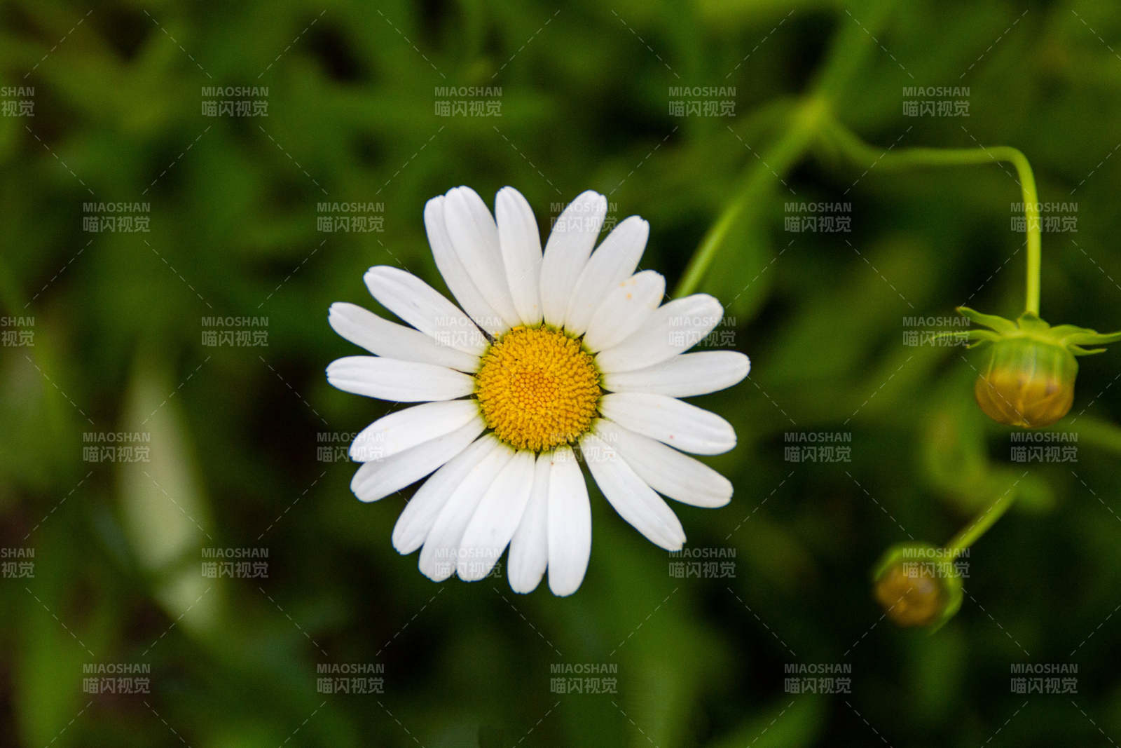 雏菊绽放 自然之美图片