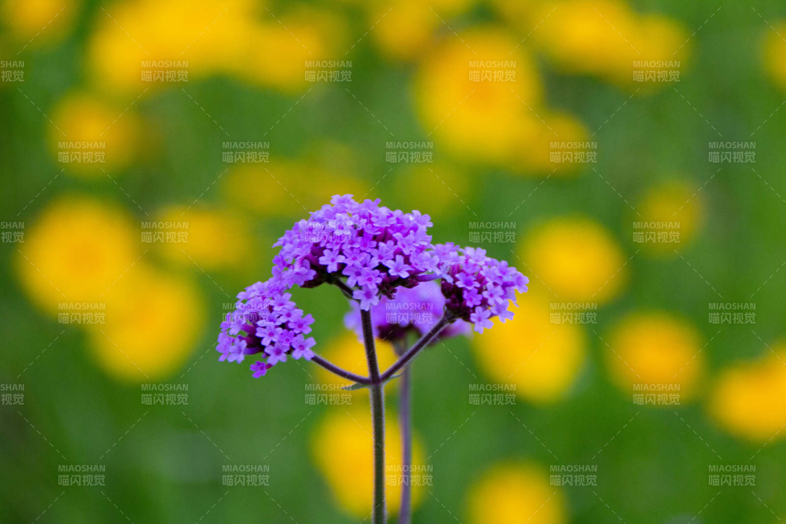 柳叶马鞭草与黄色背景图片
