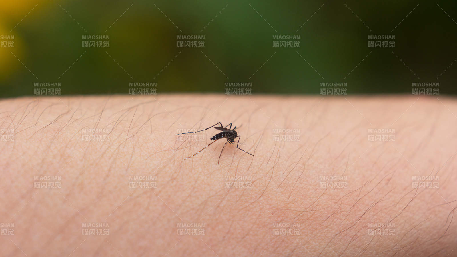 蚊子叮咬手臂特写图片