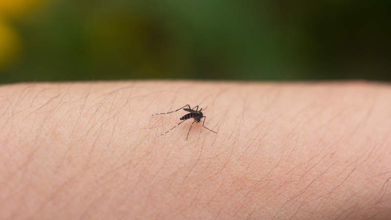 蚊子叮咬手臂特写图片