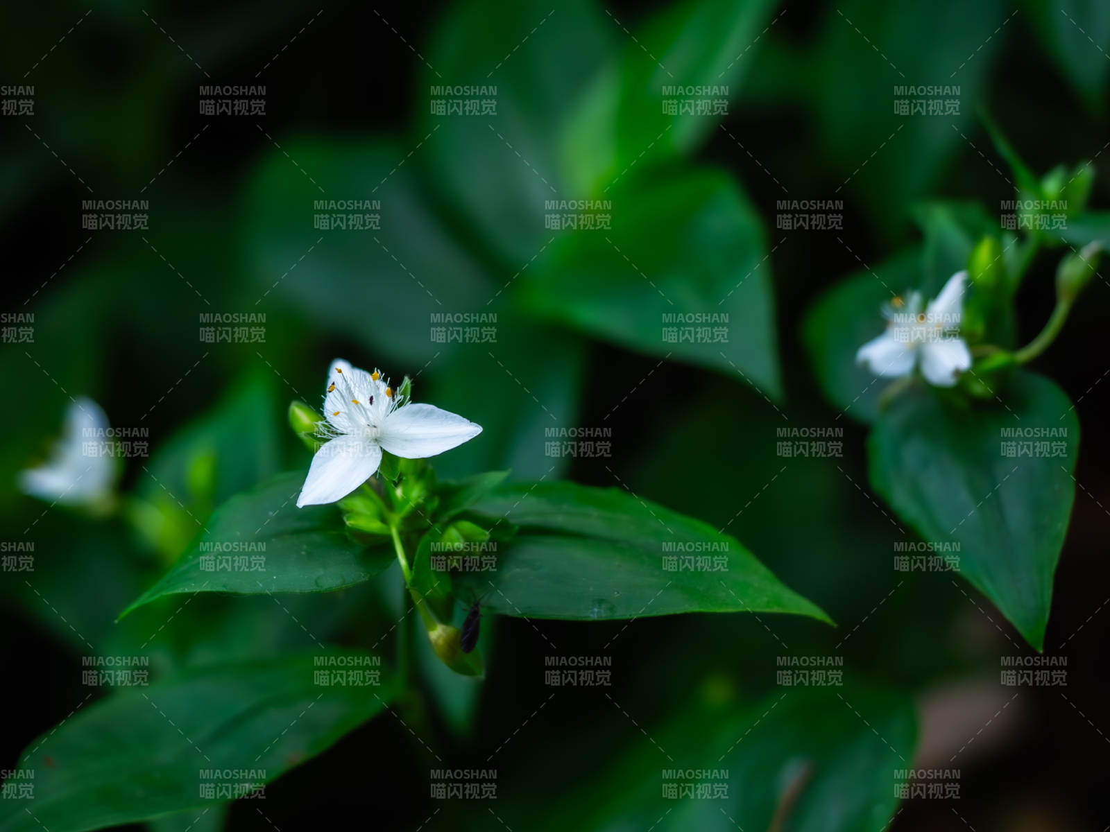 绿叶白花 清新自然图片
