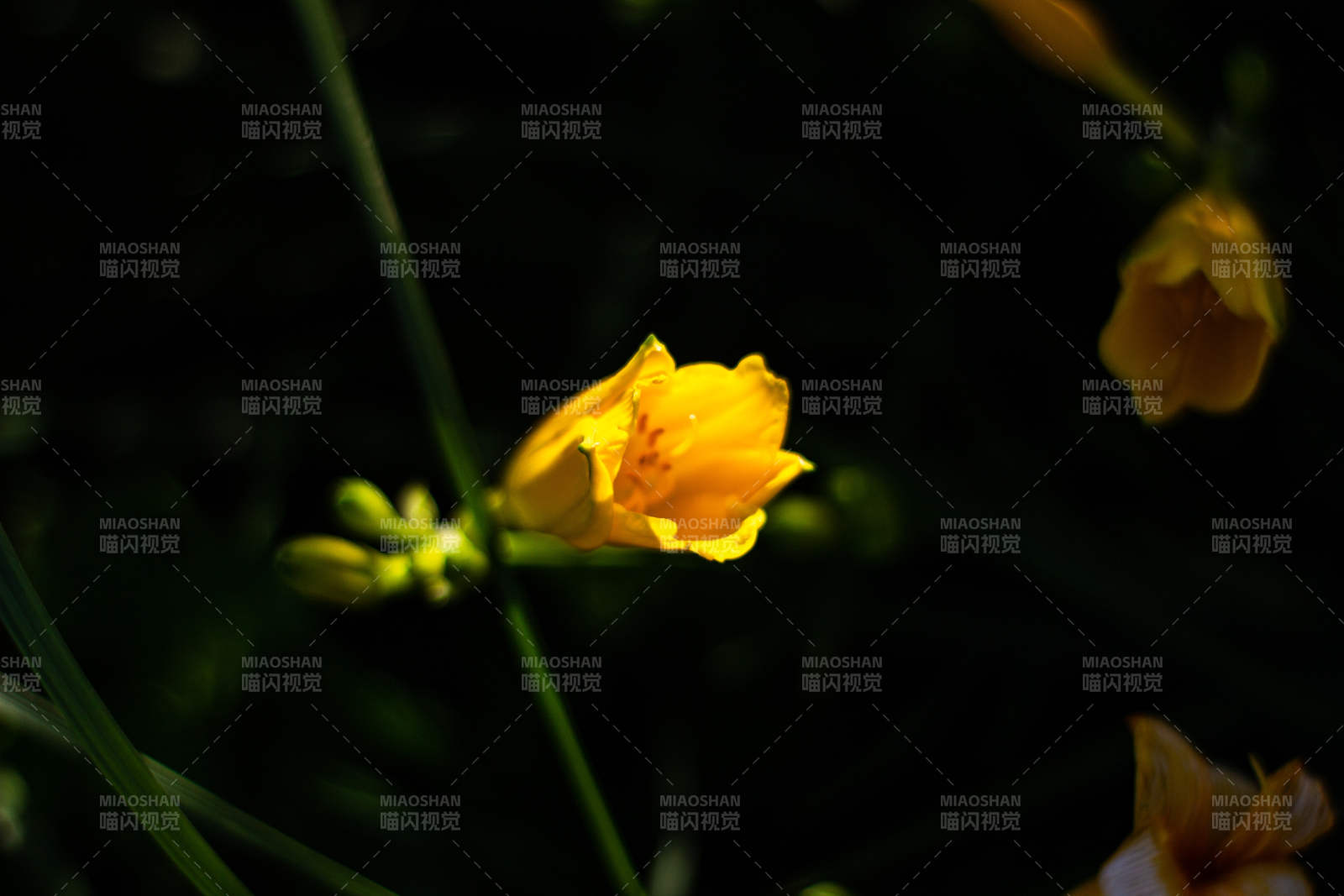 夜色中的萱草花图片