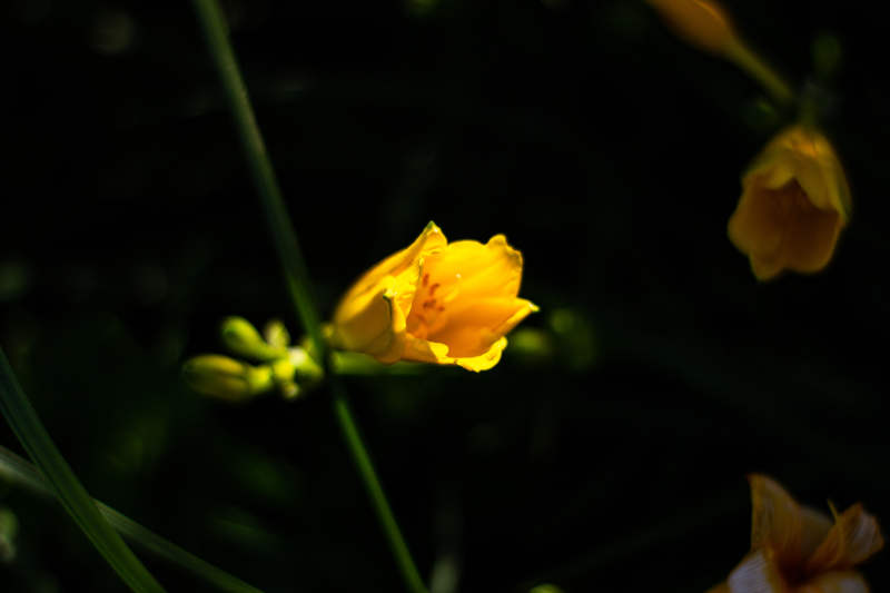 夜色中的萱草花图片