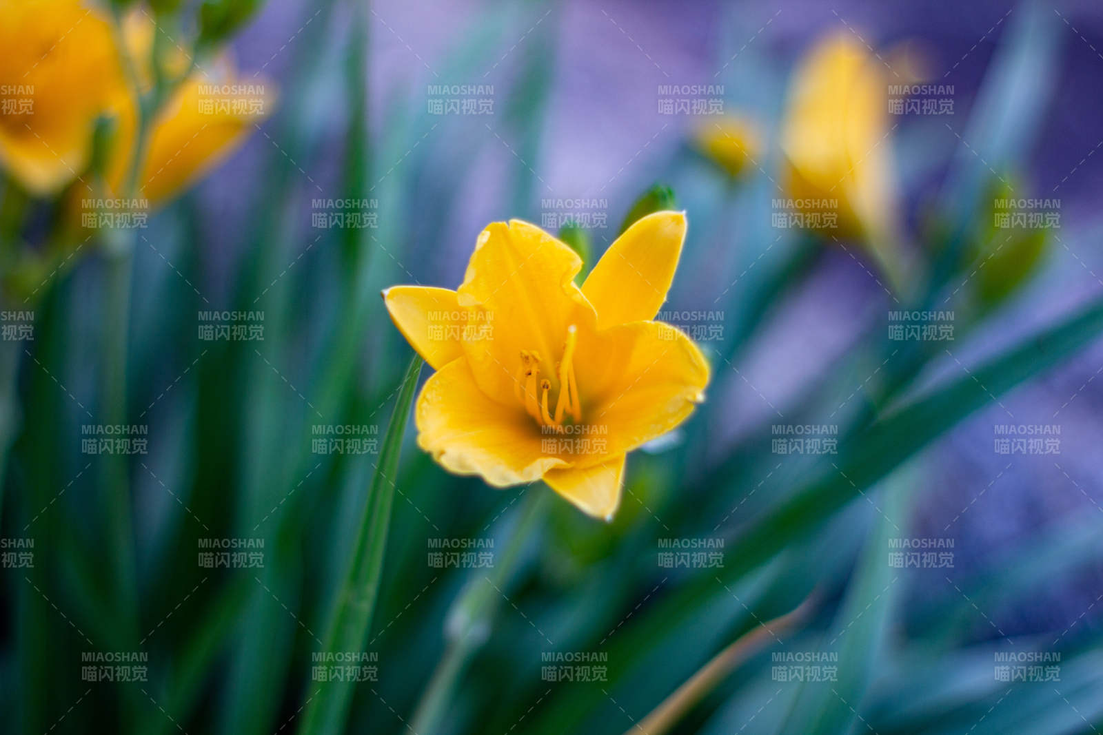 明媚的萱草花绽放图片