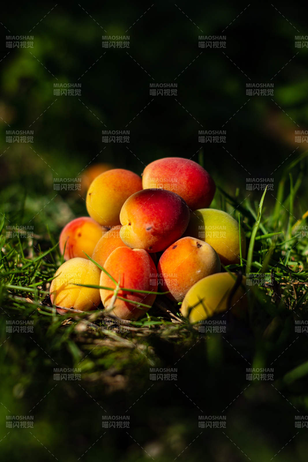 草地上的新鲜杏子堆图片