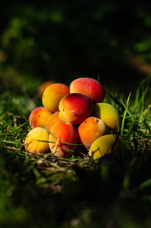 草地上的新鲜杏子堆图片