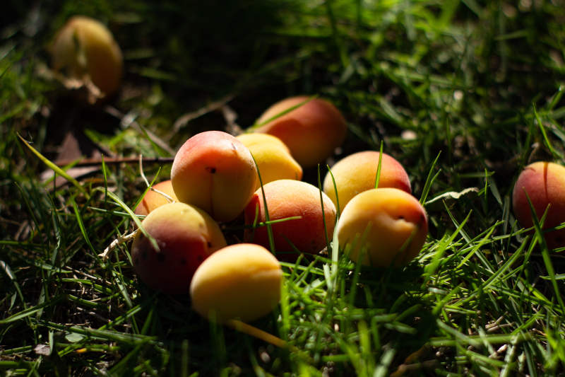 草地上的新鲜果实图片