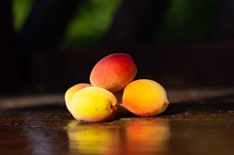 新鲜杏子静物图图片