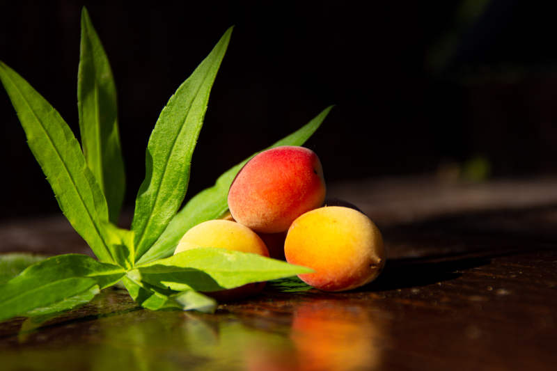 杏子与绿叶的静谧时光图片