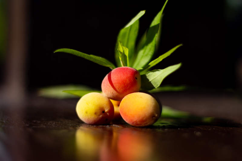 阳光下的杏子与绿叶图片