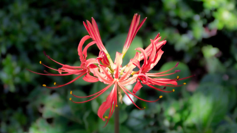 红色彼岸花绽放瞬间图片