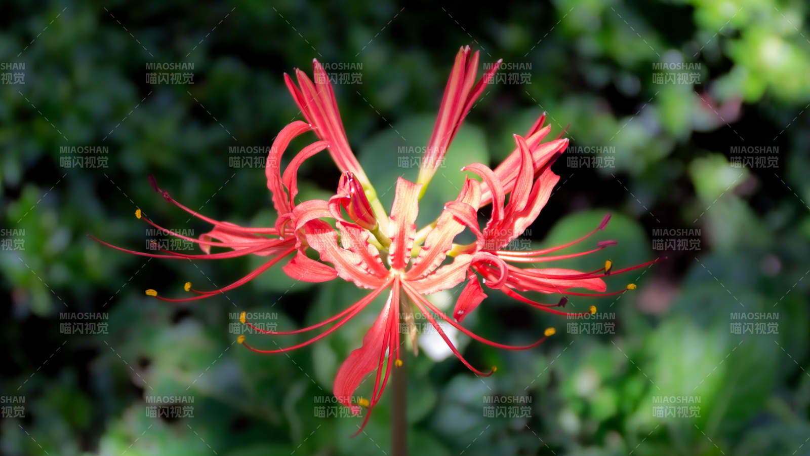 红色彼岸花绽放瞬间图片