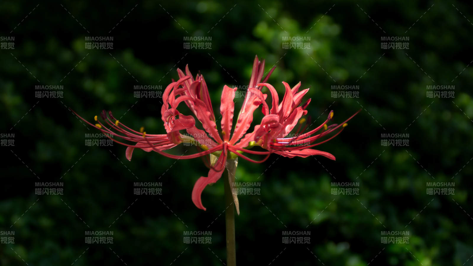 彼岸花的美丽绽放图片