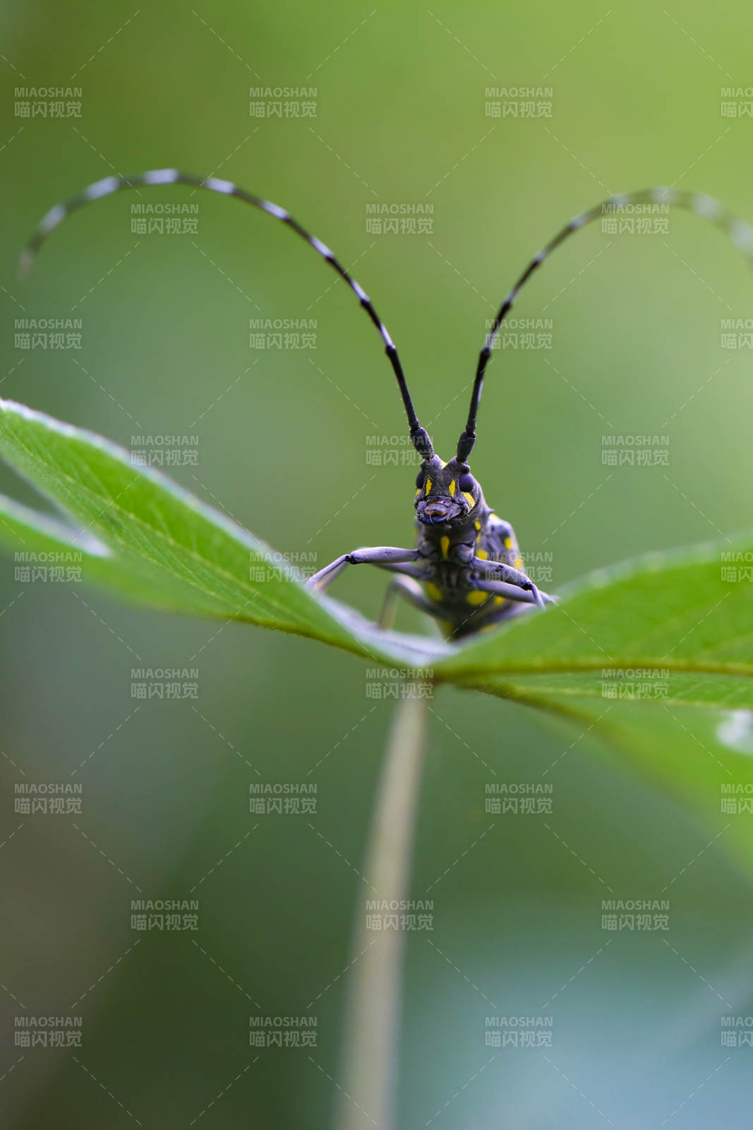长角天牛栖息绿叶间图片