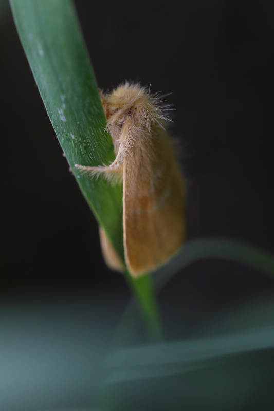 草叶上的毛茸茸昆虫图片