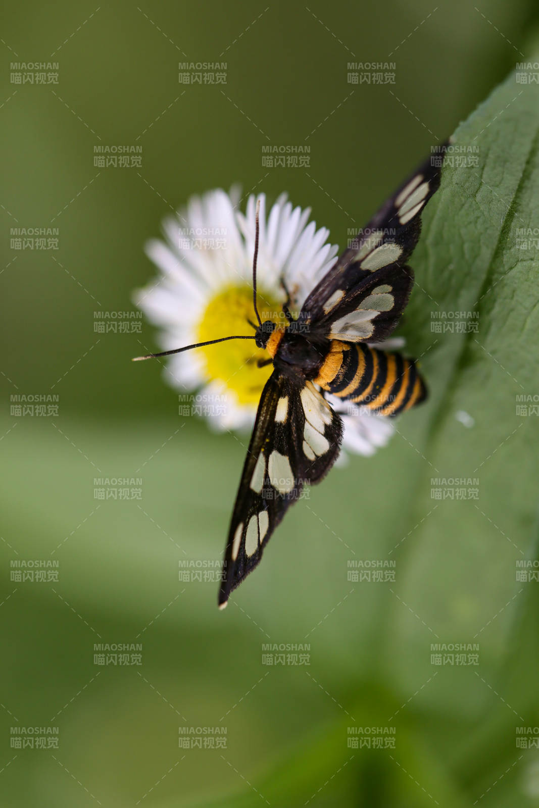花间蝶影 自然之美图片