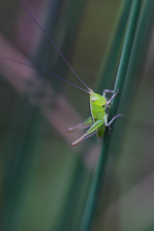 绿草上的小蟋蟀图片