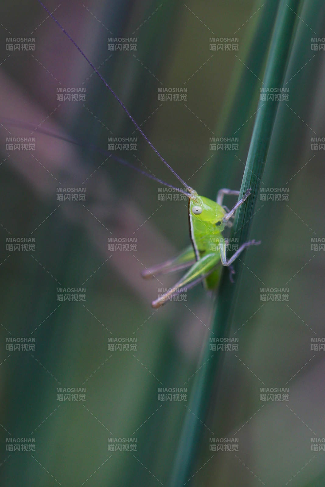 绿草上的小蟋蟀图片