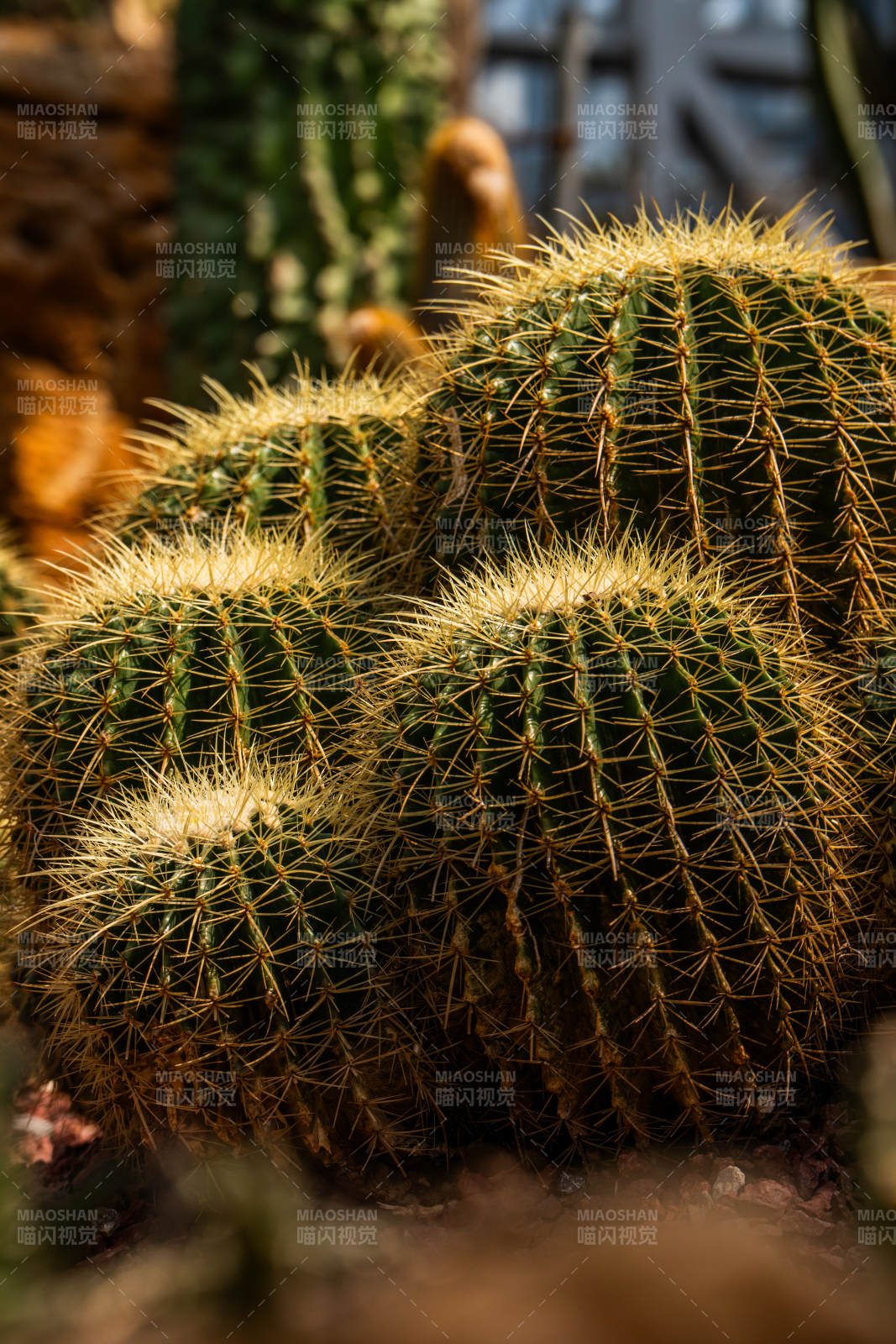 金黄刺球仙人掌群图片