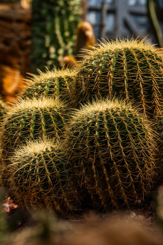 金黄刺球仙人掌群图片