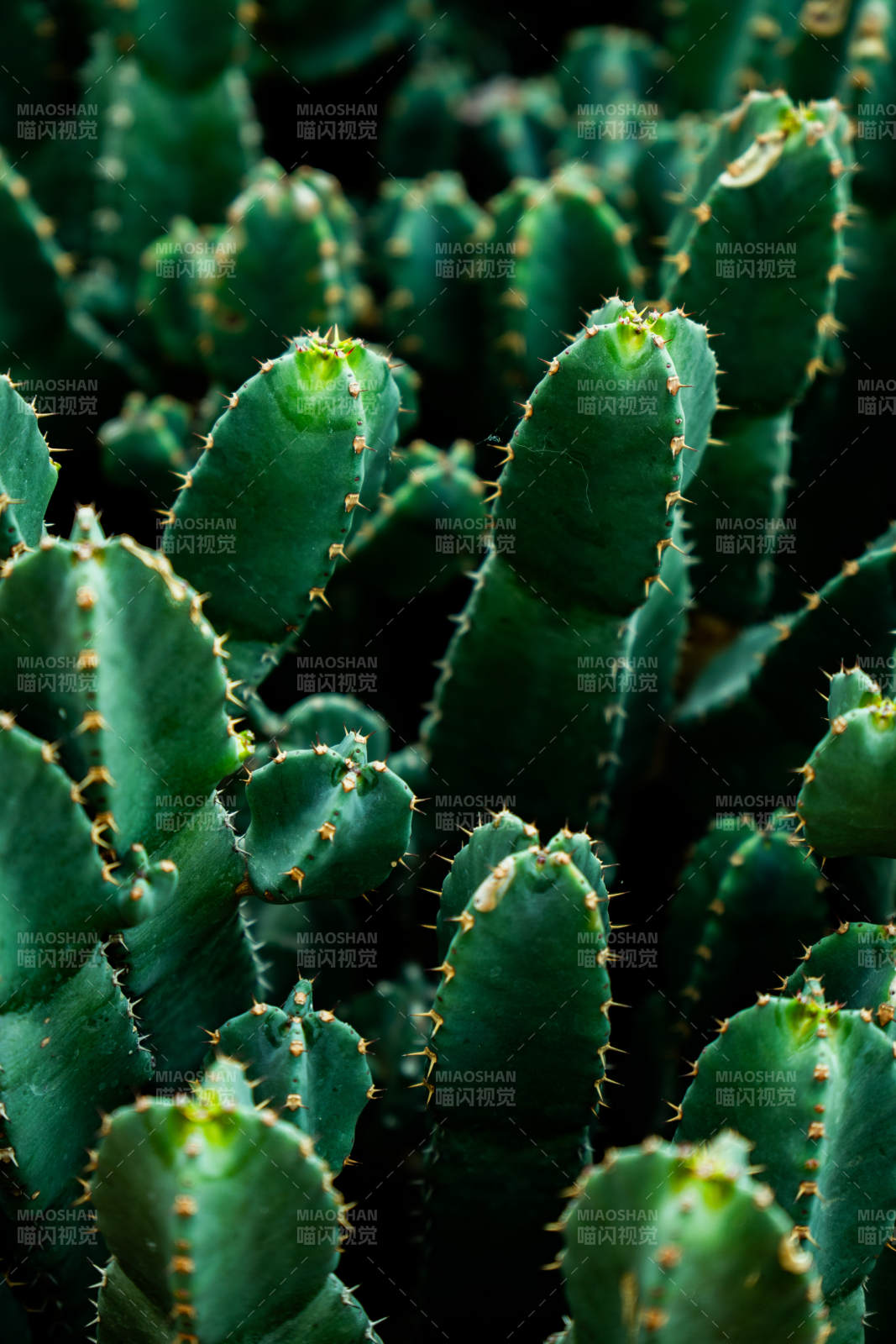 绿色仙人掌的刺尖世界图片