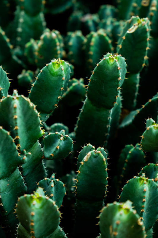 绿色仙人掌的刺尖世界图片