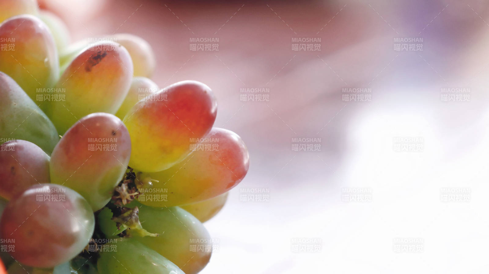 新鲜葡萄特写图片