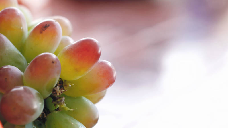 新鲜葡萄特写图片