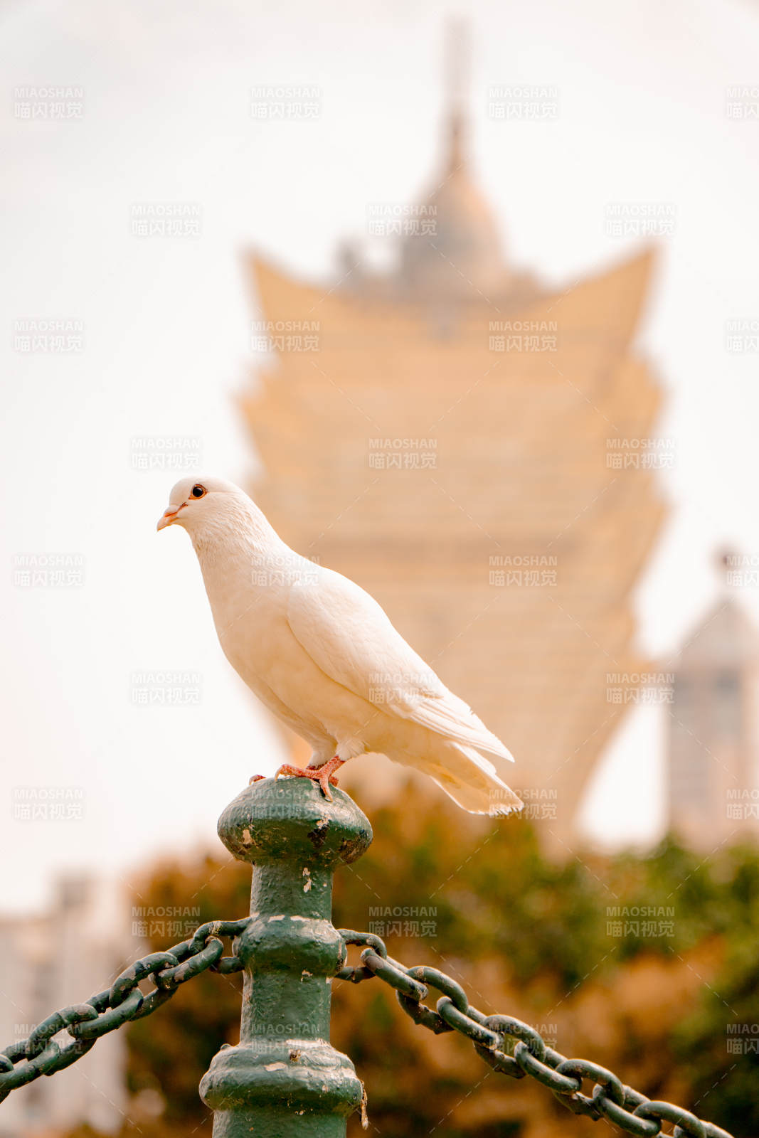 白鸽栖栏澳门新葡京图片