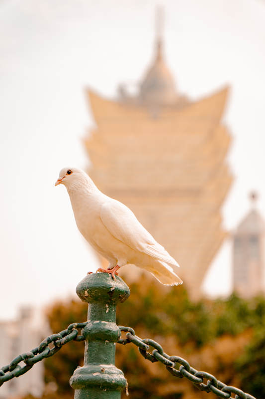 白鸽栖栏澳门新葡京图片