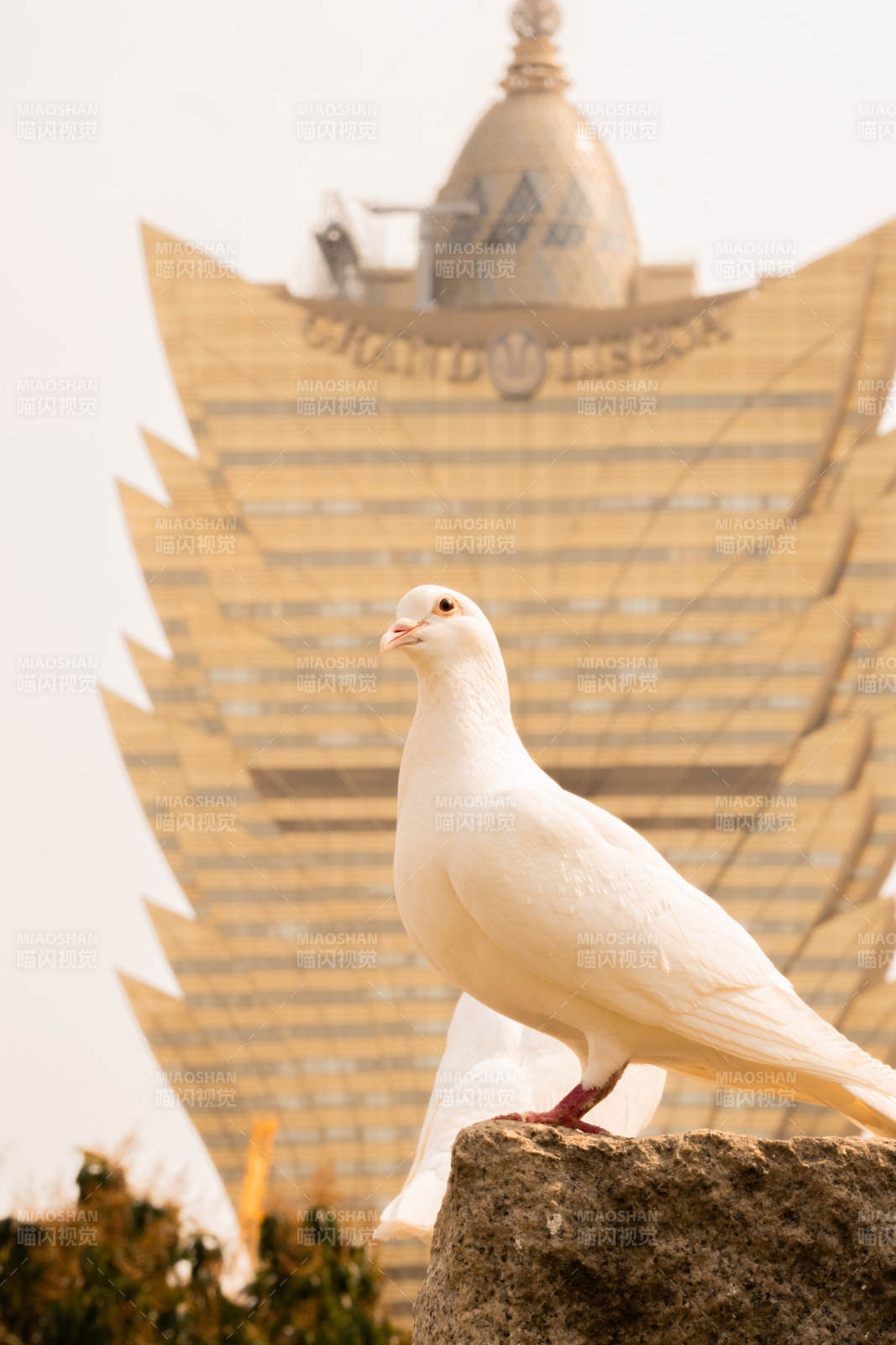 白鸽与建筑的和谐画面图片
