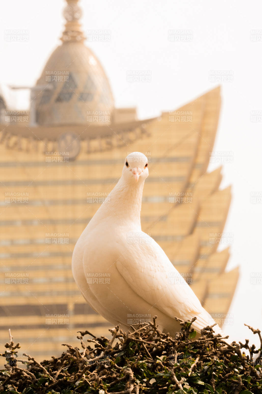 白鸽栖枝 金塔映衬图片