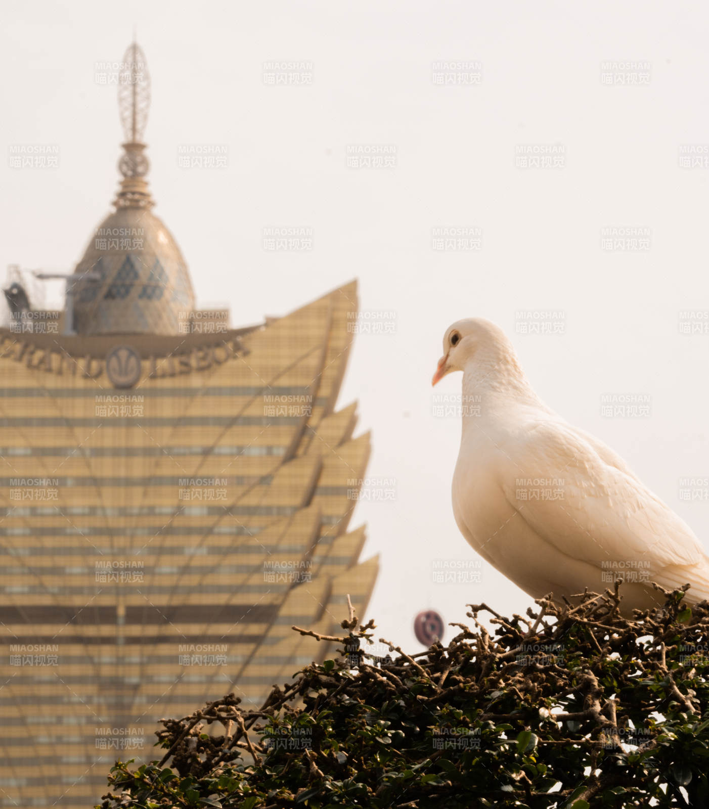 白鸽与新葡京相映成趣图片