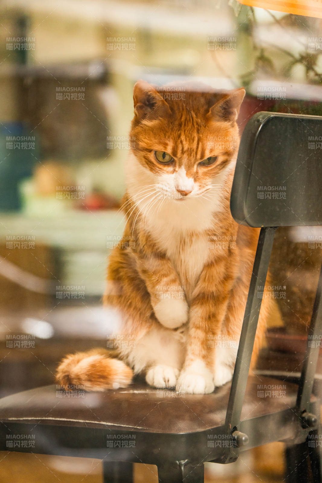 窗内的橘猫静坐椅上图片