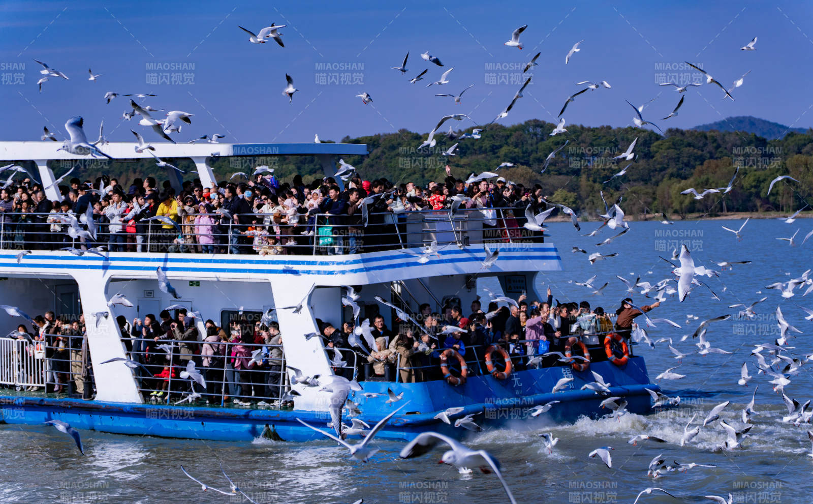 海鸥环绕游船 游客欢笑图片