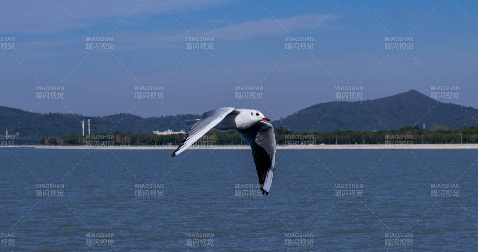 湖畔飞翔的海鸥图片