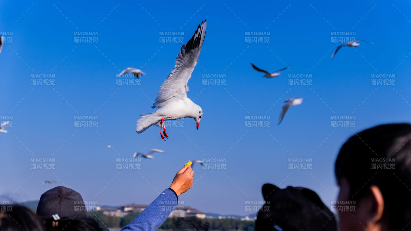 喂食海鸥 蓝天下的欢乐时光图片