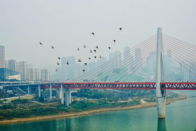 重庆千厮门大桥与飞翔的鸟群图片