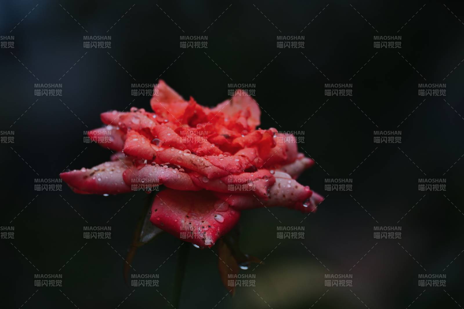 雨后红玫瑰 娇艳欲滴图片