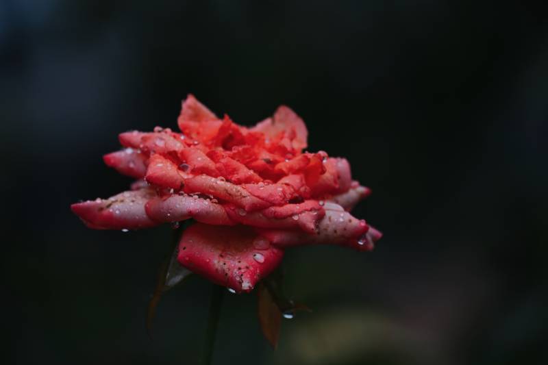 雨后红玫瑰 娇艳欲滴图片