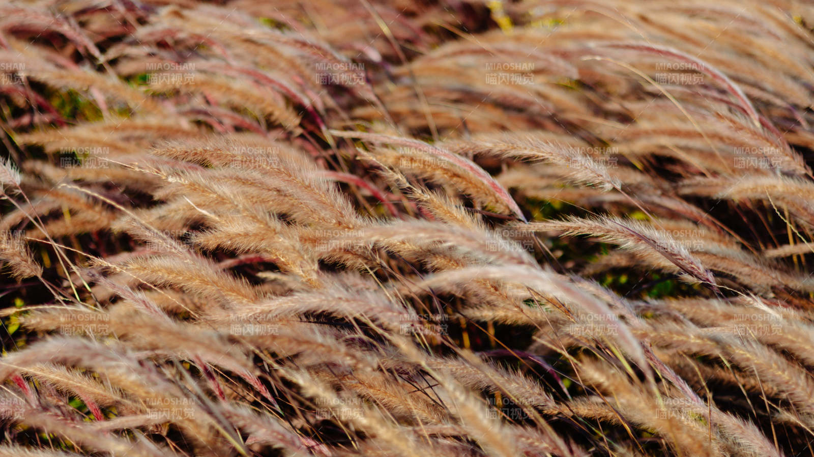 秋风中的金色草穗图片