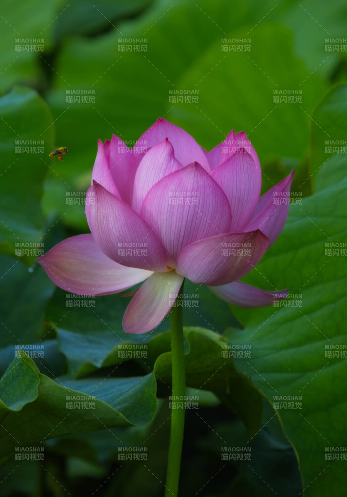 粉嫩莲花映绿叶图片