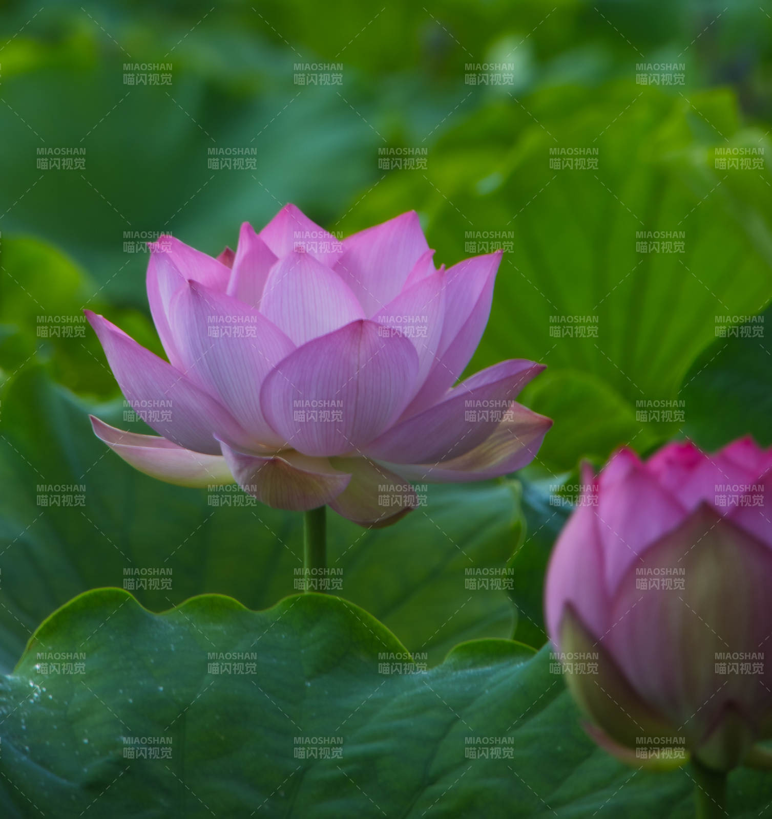 粉莲静绽绿叶间图片