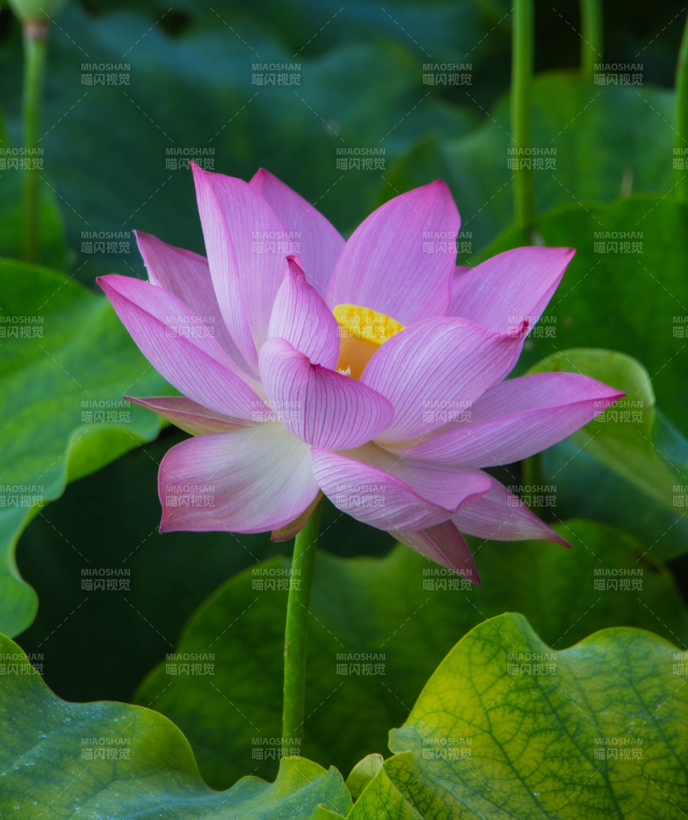 粉色莲花绽放于绿叶间图片